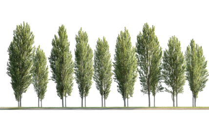 Majestic poplar tree with lush summer foliage — ultra-high-resolution transparent PNG cutout perfect for landscape design, botanical illustrations and  eco-friendly architectural visualization