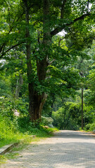 Vertical photo of a walking pathway with green trees 3