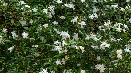 White Plumeria also known as Frangipani blooming 2