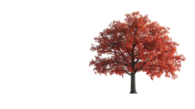 Mature sprawling oak tree with verdant foliage — ultra-high-resolution PNG cutout on pure transparent background for landscape design, botanical art and sustainable architectural visualization