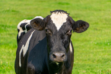 black and white cow standing on a green meadow on a sunny day. The animal is looking directly at the camera.