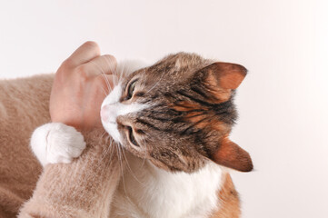 Cute cat lovingly bites her owner