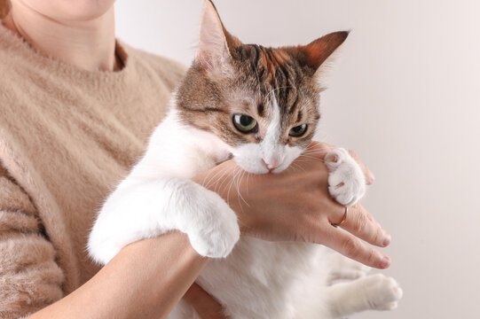 Cute cat lovingly bites her owner