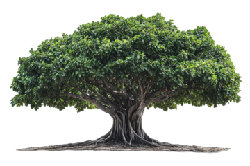 High-resolution sacred fig (Ficus religiosa) tree isolated on transparent background — seamless PNG cutout ideal for spiritual landscape renderings and botanical illustration