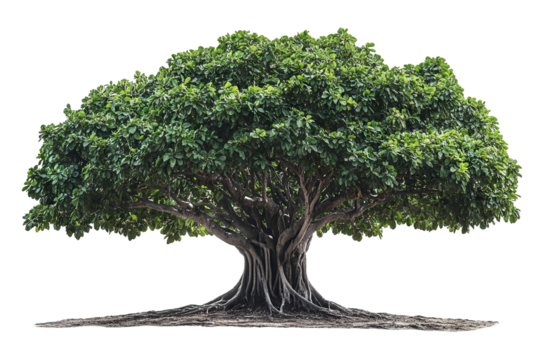 High-resolution sacred fig (Ficus religiosa) tree isolated on transparent background — seamless PNG cutout ideal for spiritual landscape renderings and botanical illustration