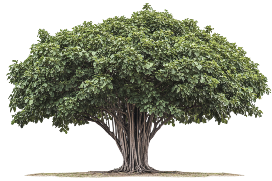 High-resolution sacred fig (Ficus religiosa) tree isolated on transparent background — seamless PNG cutout ideal for spiritual landscape renderings and botanical illustration