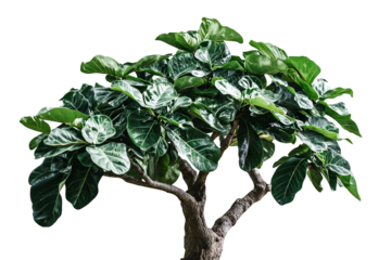 High-resolution sacred fig (Ficus religiosa) tree isolated on transparent background — seamless PNG cutout ideal for spiritual landscape renderings and botanical illustration