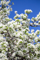 Natural spring background with apple blossoms and deep blue sky, floral landscape image.