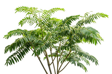 High-resolution tree of heaven (Ailanthus altissima) PNG cutout isolated on transparent background — perfect for landscape design, botanical illustrations, and eco-friendly architectural renderings