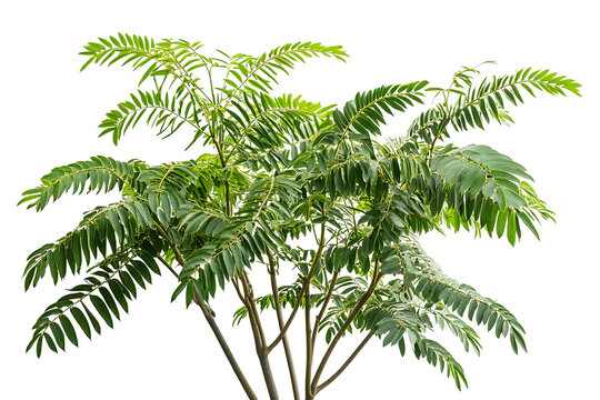 High-resolution tree of heaven (Ailanthus altissima) PNG cutout isolated on transparent background &mdash; perfect for landscape design, botanical illustrations, and eco-friendly architectural renderings