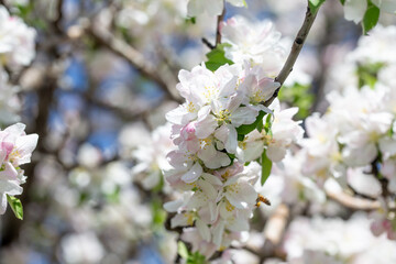 Apple blossom close-up on a clear spring day with vibrant blue sky background.