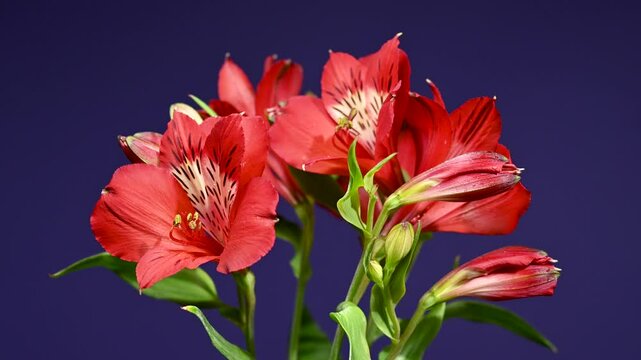 Red Alstroemeria Flowers on a color Background 4K footage