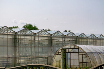 Naklejka premium Modern greenhouses with transparent walls and roofs, viewed from the outside on a sunny day. In the foreground, an older plastic tunnel greenhouse.