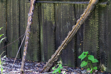 charred wooden building wall with scorched branches leaning against it. Visible signs of fire and...