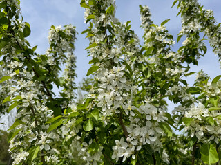 Close-up of apple blossoms in full bloom under a vivid blue sky, seasonal spring concept.