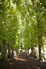 beautiful avenue of trees with green leaves