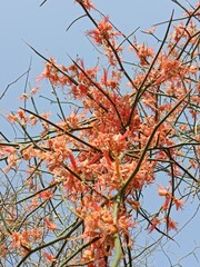 Capparis decidua flowers or karira flowers pattern background