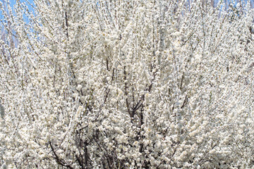 Delicate white petals contrasting with sunny sky background, celebrating nature's rebirth.