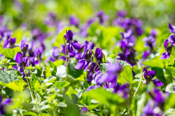Close-up of blooming wild violets in a sunlit spring forest.