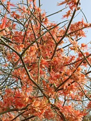 Capparis decidua flowers or karira flowers pattern background
