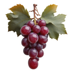 Fototapeta premium A cluster of ripe, juicy red grapes with green leaves.