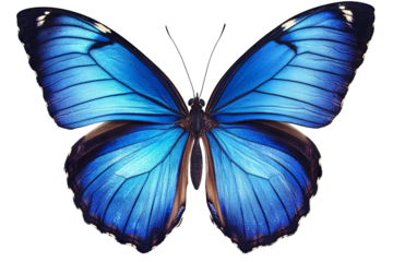 High-resolution vivid blue butterfly on white background — transparent PNG cutout element for nature graphics, educational posters, and creative design projects