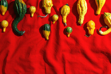 Pumpkins pattern, decorative diverse pumpkin, squash, patisson on red cloth background top view. Autumn, fall, halloween holiday concept. Minimal autumnal layout with sunlight shadows, copy space.