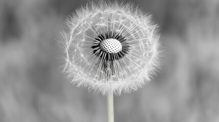 Black and White Dandelion Seeds &ndash; Macro Photography with Motion Blur and Hyperrealistic Detail