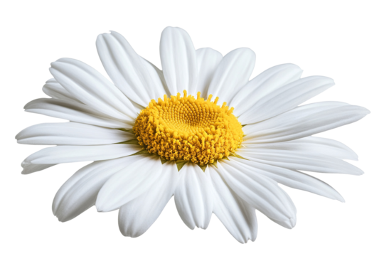 High-resolution isolated common daisy blossom on transparent background PNG cutout, ideal for spring floral designs, botanical collages, eco-friendly branding, and greeting card graphics