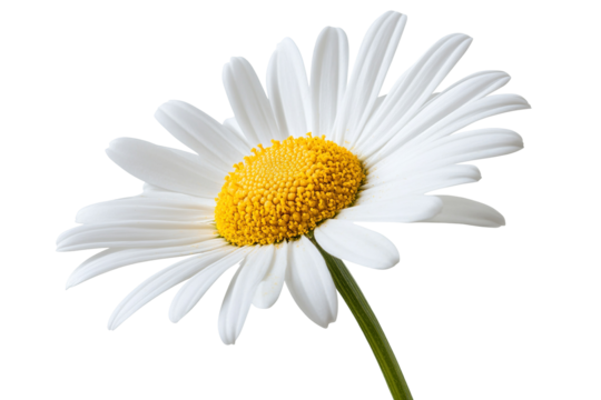 High-resolution isolated common daisy blossom on transparent background PNG cutout, ideal for spring floral designs, botanical collages, eco-friendly branding, and greeting card graphics