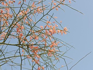 Capparis decidua flowers or karira flowers pattern background