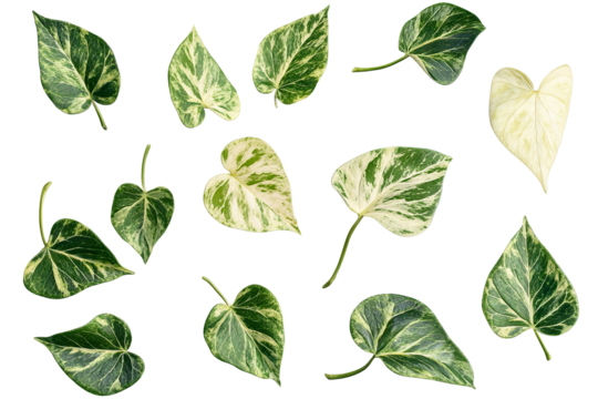 High-resolution floating green leaf PNG with transparent background – dynamic collection of flying leaves perfect for nature-inspired graphic design and cutout compositions