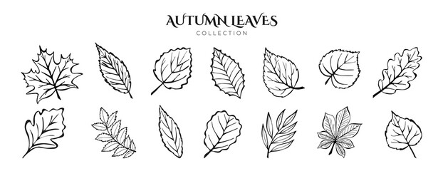 Autumn Leaves Hand Drawn Sketch Outline Set Different Trees, Oak, Maple, Chestnut. Leaf line Art Ink Collection for Coloring Books,  Pattern, Card, Poster. Foliage Contour Isolated on White Background