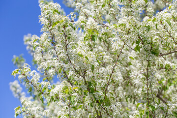 Spring cherry tree in blossom with delicate white petals and sunlight