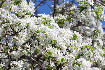 Delicate apple flowers bloom under blue skies, bringing light and joy.