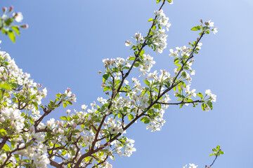Spring apple blossom branch with pink buds and green leaves against clear sky minimal background.