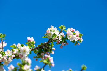 Blooming apple tree branch with white flowers against clear blue sky, spring nature background.