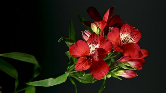 Red Alstroemeria Flowers on a color Background 4K footage