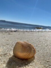 shell on the beach