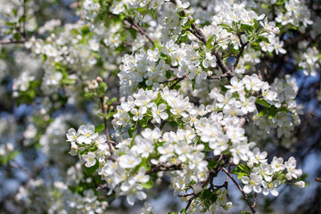 Close-up of apple blossoms in full bloom under a vivid blue sky, seasonal spring concept.
