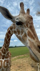 giraffe in zoo