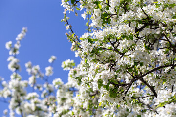 Bright apple tree flowers bloom, signaling the arrival of spring.
