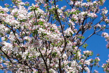 Apple blossom close-up on a clear spring day with vibrant blue sky background.