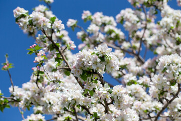 Apple blossom close-up on a clear spring day with vibrant blue sky background.