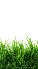 Fototapeta premium Fresh Green Grass Blades Isolated on White Background for Mockups and Compositing