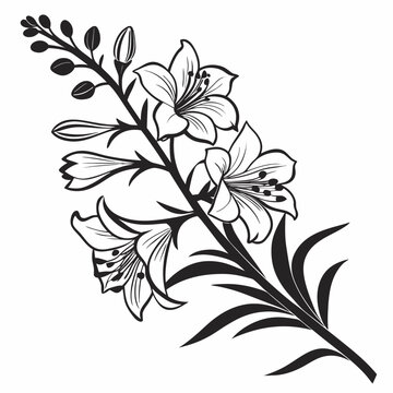 black and white larkspur