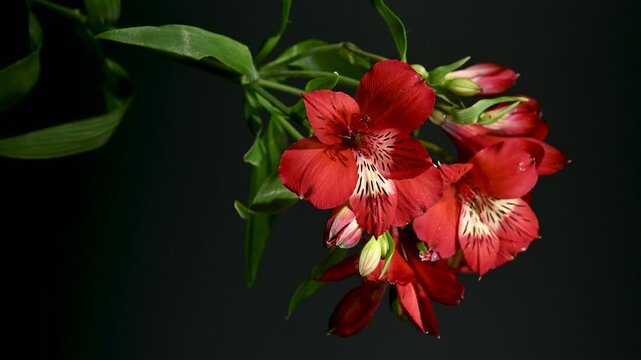 Red Alstroemeria Flowers on a color Background 4K footage
