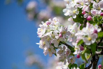 Branch of blooming apple tree reaching into clear, cloudless sky.
