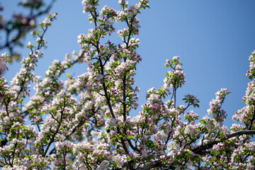 Branch of blooming apple tree reaching into clear, cloudless sky.