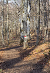 Fototapeta premium autumn forest park area, hiking trail through the area, trees with marked course signs